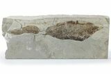Fossil Leaf Plate - Green River Formation, Utah #218289-2